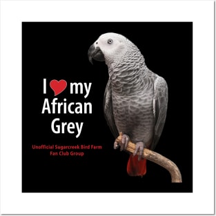 love African grey (1) Posters and Art